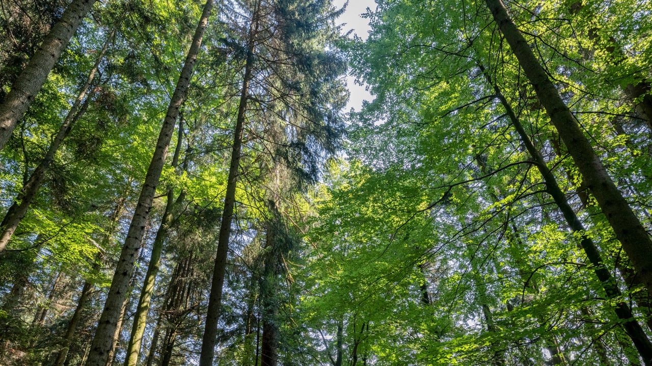 Kraftholz - Wald